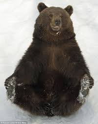 Maybe you would like to learn more about one of these? Who Needs A Sledge Bear Pair Skid Down Snowy Slope On Their Backsides Brown Bear Bear Bear Pictures