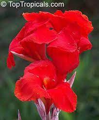 Pin On Low Cost Planting Design