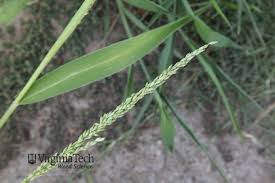 Image result for Urochloa deflexa