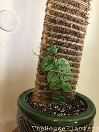 28 All Natural Moss Boards For Shingling Plants Or Etsy Indoor Shade Plants Plants Shade Plants