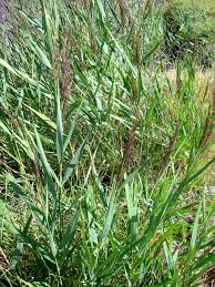 Image result for Phragmites australis