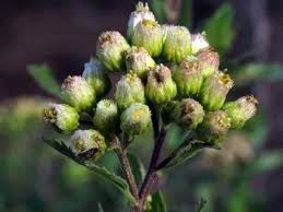 Image result for Nidorella ivifolia