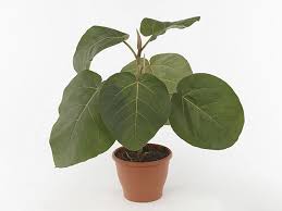 Image result for Ficus demeusei