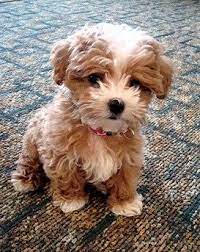 Maltipoo Cute Animals Cute Baby Animals Baby Animals