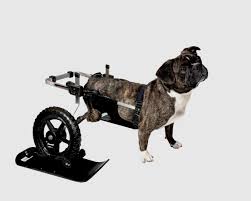 Image result for invalid dog wheelset