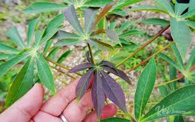 Rosy periwinkle) merupakan sebuah spesies pokok yang juga terdapat di madagascar. Enbal Olahan Singkong Beracun Khas Kepulauan Kei