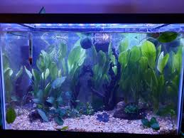 20h Planted Tank Ok For A Sorority How Many Females Can I House Bettafish