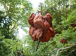 Image result for Erythrophysa