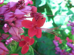 Bleeding Heart Vine Bleeding Heart Bleeding Heart Vine Beautiful Flowers