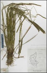 Image result for Sacciolepis spiciformis