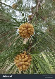 Image result for Gerardiina