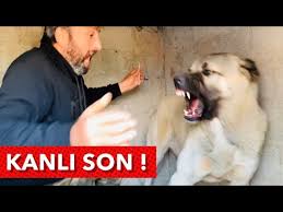 Kopek Saldirilari Motosiklete Saldirdilar Ve Kaza Oldu Dogs Attack Dangerous Dogs Youtube