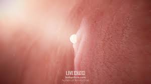 Kentucky lawmakers advance 'Baby Olivia' bill to require fetal development  education