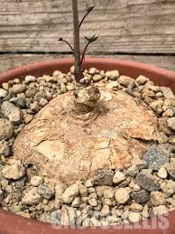Image result for Adenia stenodactyla