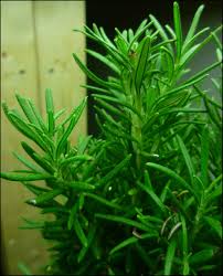 Image result for rosemary container