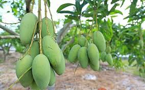 3.916 resep mangga muda ala rumahan yang mudah dan enak dari komunitas memasak terbesar dunia! Mangga Chokanan Mangga Online Nursery No 1 Malaysia Facebook