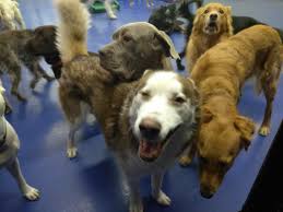 Throughout hoffman estates, il, dog owners find that no matter how much they. Daycare In Urban Pooch Chicago