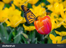 Monarch Butterfly Danaus Plexippus Sub F Stock Photo 654194491
