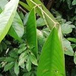 Image result for Anthonotha macrophylla