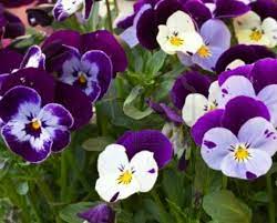 Pin By Patricia Estilette On Flowers Birth Month Flowers Family Flowers Pansies