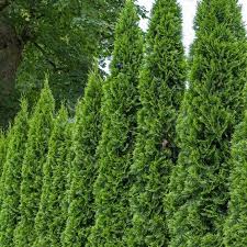 Emerald Green Arborvitae