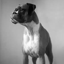 Black And White Boxer Dog Boxer Dog Photo Square Black And White Photography Print Etsy Dog Photos Boxer Dogs Brindle Boxer Dogs Art
