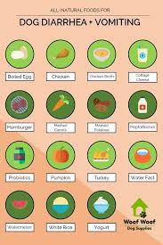 Sick Dog Easy To Digest Dog Food Guide Dog Food Recipes