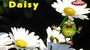 She is a mechanic's wife and is a fairly plain, stout woman, in a socially awkward position. Daisy Rhyme 3d Nursery Rhymes With Lyrics For Kids Flower Rhymes 3d Rhymes Animation Youtube
