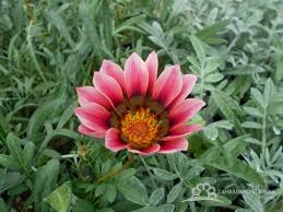 Image result for foto Gazánie