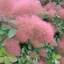 Cotinus Candy Floss Smoke Bush Smoke Bush Smoke Tree Plants