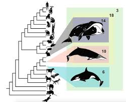 Mar 01, 2006 · adshelpatcfa.harvard.edu the ads is operated by the smithsonian astrophysical observatory under nasa cooperative agreement nnx16ac86a Bowhead Whale Genome May Unlock Its Longevity Secrets The Verge