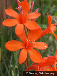 Image result for Watsonia