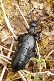Black Beetle Stink Bug Black Oil Beetle Meloe Proscarabaeus Artropodes Insetos Besouro