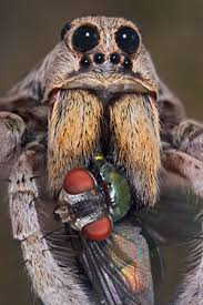 The wolf spider is very common in the u.s. Wolf Spider Pest Control Apolloxapollox