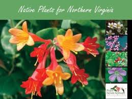 These five natives will bring color and beauty to your northern virginia landscape: Plant Native Plants Northern Virginia Soil And Water Conservation District