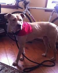 We did not find results for: 35 Wow Ideas Thai Ridgeback Dogs Rhodesian Ridgeback