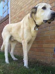 Black And White Great Pyrenees Lab Mix Bode Anatolian Shepherd Great Pyrenees Mix Senior Pending Adoption Big Dogs Huge Paws Inc Dogs Big Dogs Great Pyrenees
