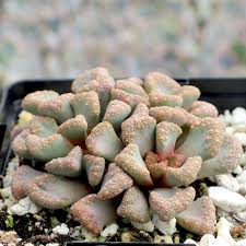 Image result for Xerophyta schlechteri