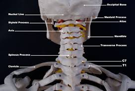 There are 206 bones in the human body. Upper Cervical Spine Disorders Anatomy Of The Head And Upper Neck