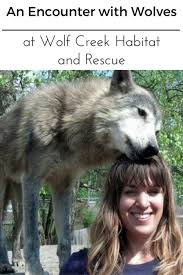 Wolf Encounter At Wolf Creek Habitat And Rescue Wildlife Travel Midwest Travel Safari Travel