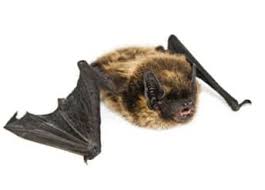 Extermination Chauve Souris Piege Et Relocalisation