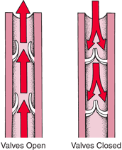 Overview of the Venous System - Heart and Blood Vessel Disorders - MSD  Manual Consumer Version