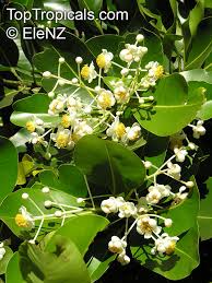 Image result for Calophyllum inophyllum