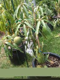They don't need a rich soil. Growing Mango Tree In A Pot Made Easy Toluna