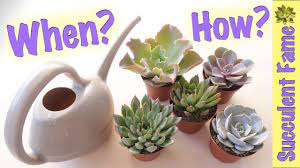 Make sure you don't let things get too stressful. How To Water Succulents Tips To Keep Them Alive Youtube