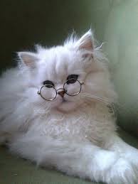 Apalagi sebagai pecinta kucing, jelas menjadi kebahagiaan tersendiri melihat kucing kesayangan terlihat cantik, pintar dan lincah. Pin Oleh Flawless Nae Di Cat Lover Anak Kucing Gemas Kucing Hutan Norwegia Kucing Bayi