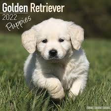 Golden Retriever Welpen Kalender 2022 Bilder Von Golden Retriever Welpen Kalenderwinkel Nl