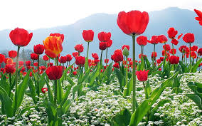 Maybe you would like to learn more about one of these? Hd Wallpaper Desktop Best Flower Wallpapers Wallpaper Flare