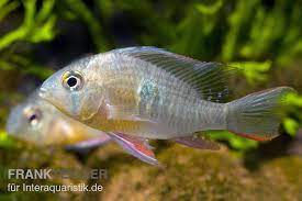 Diese fische sollten paarweise gehalten werden. Bolivianischer Schmetterlingsbuntbarsch Microgeophagus Altispinosa Tiere Zierfische Barsche Skalare Sudamerikanische Buntbarsche
