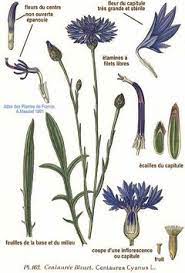 Centaurea Cyanus Cornflower Garden Cornflower Blue Bottle Cornflower Pfaf Plant Database